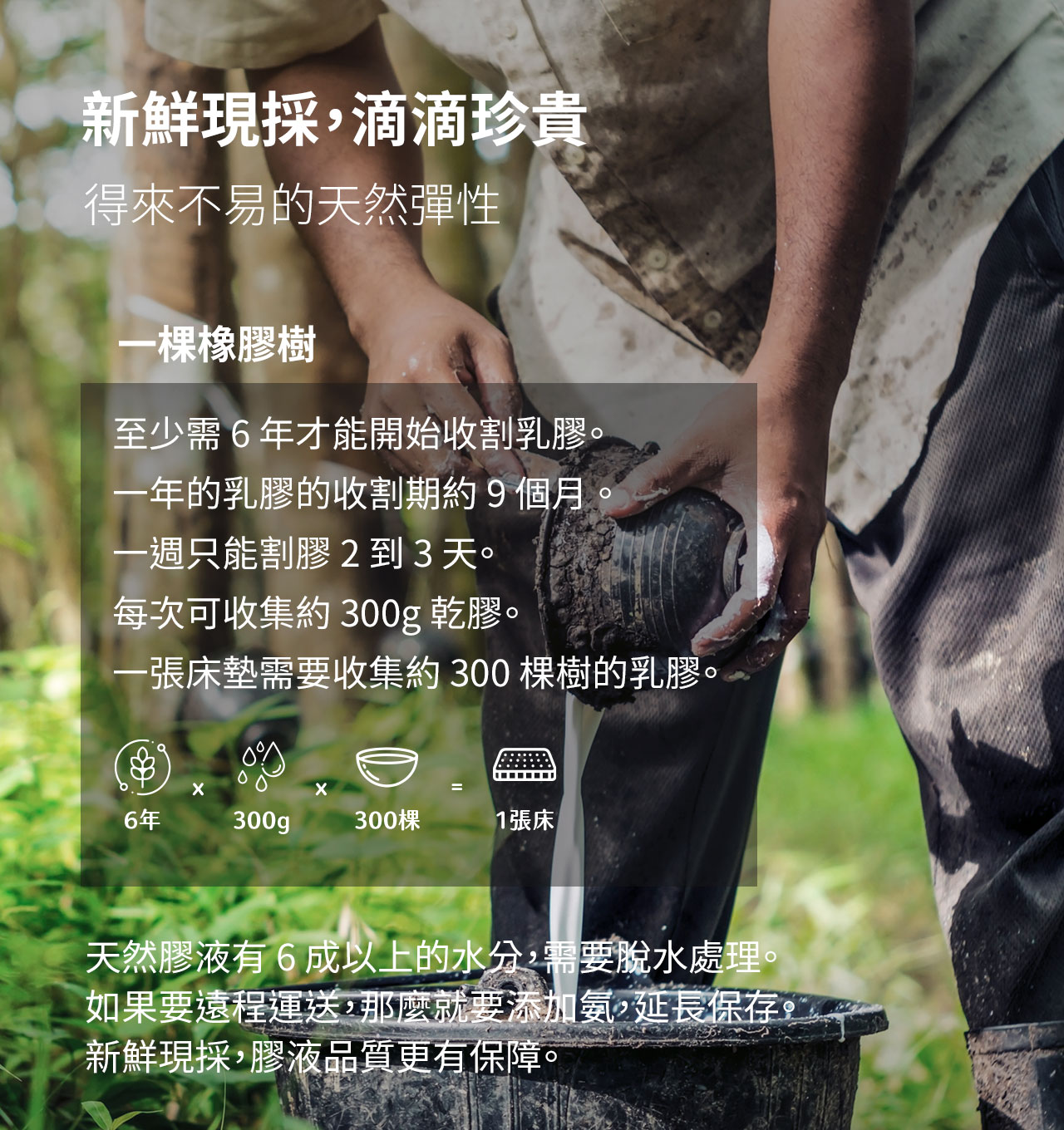 天然乳膠人工割膠滴滴珍貴